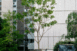 Ailanthus altissima : 179 / 15-05-17 / 51 rue du Lieutenant Thomas, Bagnolet