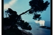 Marie Bovo - Pin d’Alep, île Sainte-Marguerite, lune gibbeuse décroissante en Verseau, de la série «Les Forêts d’Hypnos, chapitre II, Sainte- Marguerite et Sainte-Salsa de Tipaza», 2026 FNAC 2026-0040 (15) Collection du Centre national des arts plastiques