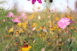 Cosmos des ronds-points, série Fleurs du bitume, 2021