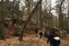 Regard(s) sur la forêt
