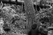 Regard(s) sur la forêt