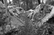 Regard(s) sur la forêt