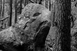 Regard(s) sur la forêt