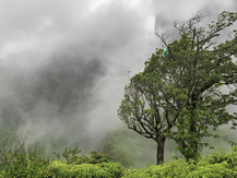 Mouaroa, Moorea, 2010