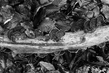 Regard(s) sur la forêt